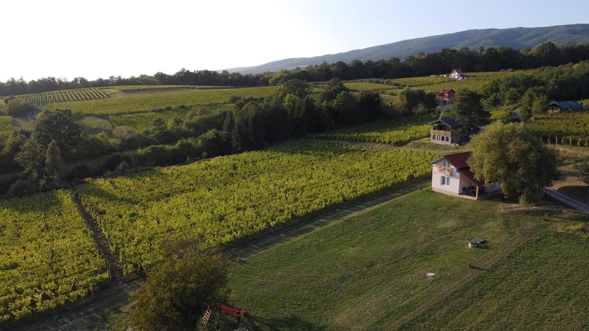 Holiday Home Vinovilla Kutjevo 외부 사진